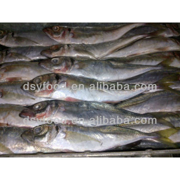 sea frozen horse mackerel